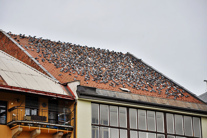 A2B Pest Control are able to install spikes to deter birds from roofs in Wokingham. 