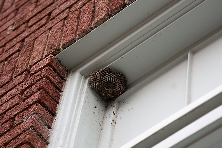 We provide a wasp nest removal service for domestic and commercial properties in Wokingham.